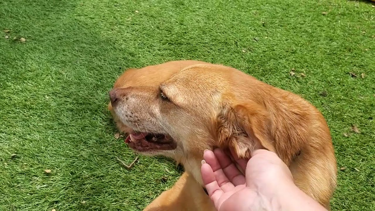 Meet the animals- Francis