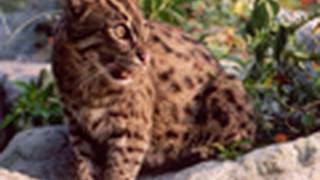 FISHING CAT Species Spotlight - Big Cat TV