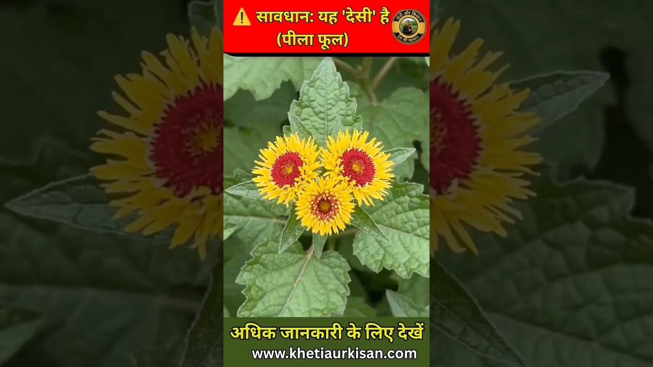 असली vs देसी अकरकरा: कहीं आप गलत खेती तो नहीं कर रहे? 😱 #Shorts #farming