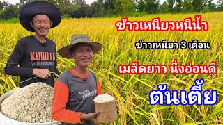 Short-stature sticky rice, 3-month harvest, high yield and soft texture. Great for off-season pla... screenshot 4