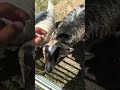Bagot’s goat babies