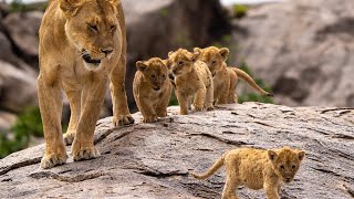 Lioness with her cubs utafiti kopjes Serengeti.