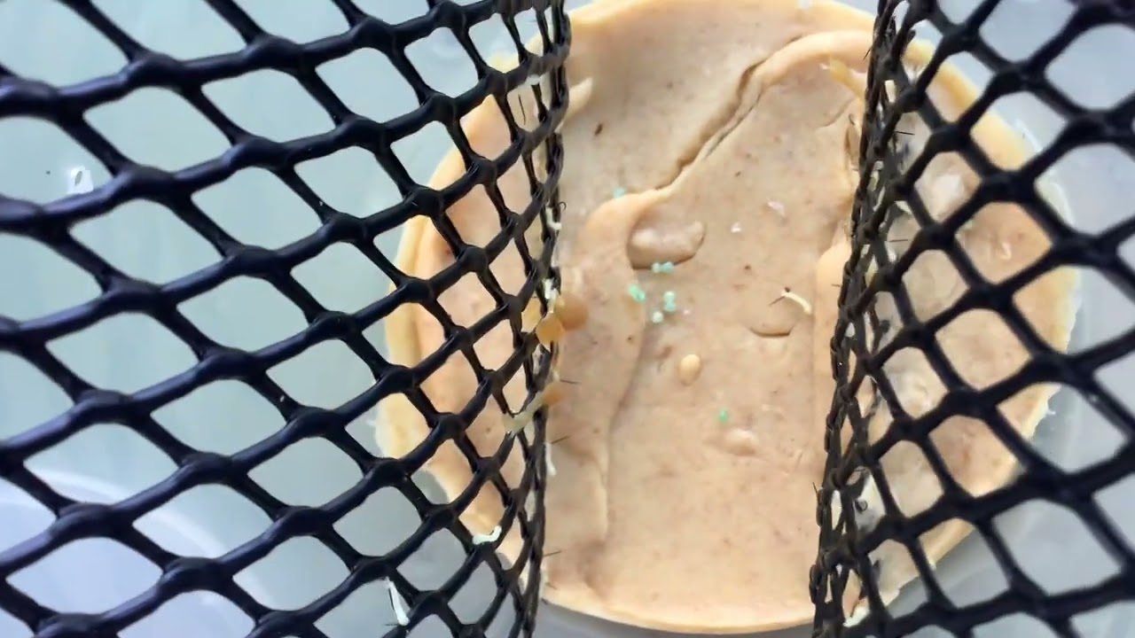 Hornworm Breeding for reptiles