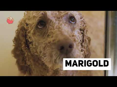 Video: 44 nombres para perros con orejas grandes