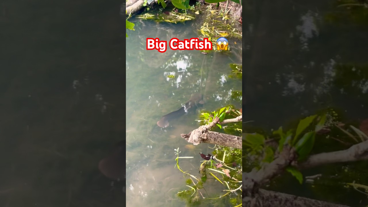 हमारि कैटफ़िश इतनी बड़ी होगयी ? 