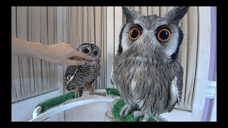 フクロウの知識 ミミズクとは何か みる くる 仲良くなって ３回目 二人とも飛んだ アカアシモリフクロウ アフリカオオコノハズク Youtube