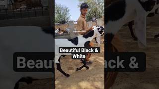Powerful Bakra Walk  | Awan Bakra Farm #goat