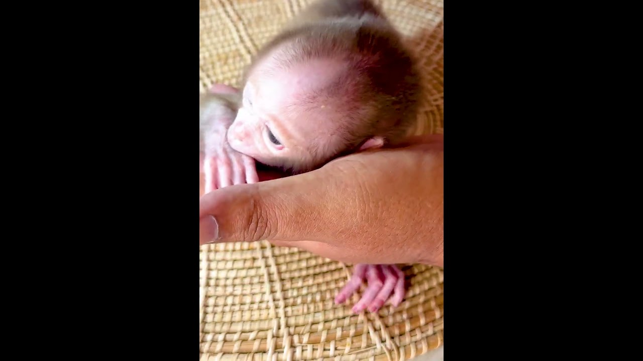 Taki Monkey’s Funniest Moments Compilation