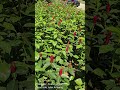 KL035 - Flower at road side 9 #travel  #malaysia #kualalumpur