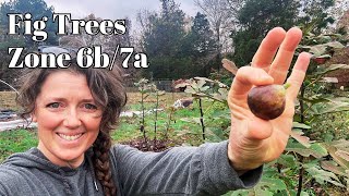 Chicago Hardy Figs: Growing Tips & First Big Harvest - My 3 Year FIG Journey