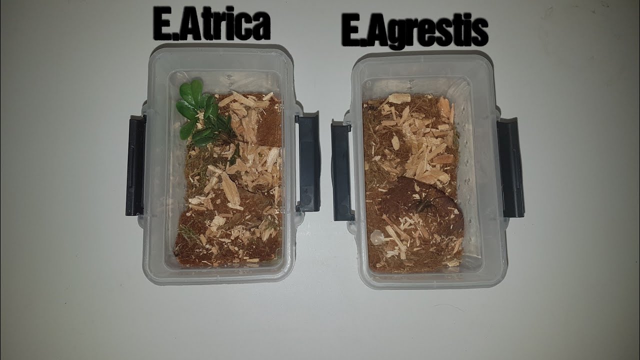 Aktualizacja 2 młodych samic - e. Atrica & e. Agrestis