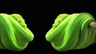 QUAL & FREUDE - Green Python (Official Mix)