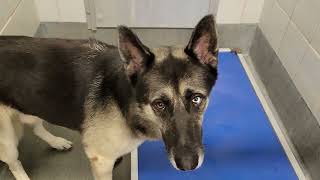 acs A689435