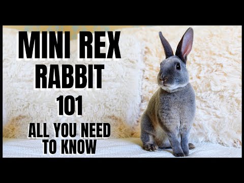 Video: Bunny Breed Guide: Rex Kaniner