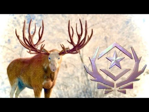 I Finally Found the GREAT ONE Spider Rack Moose! (Fabled Spruce) – the ...