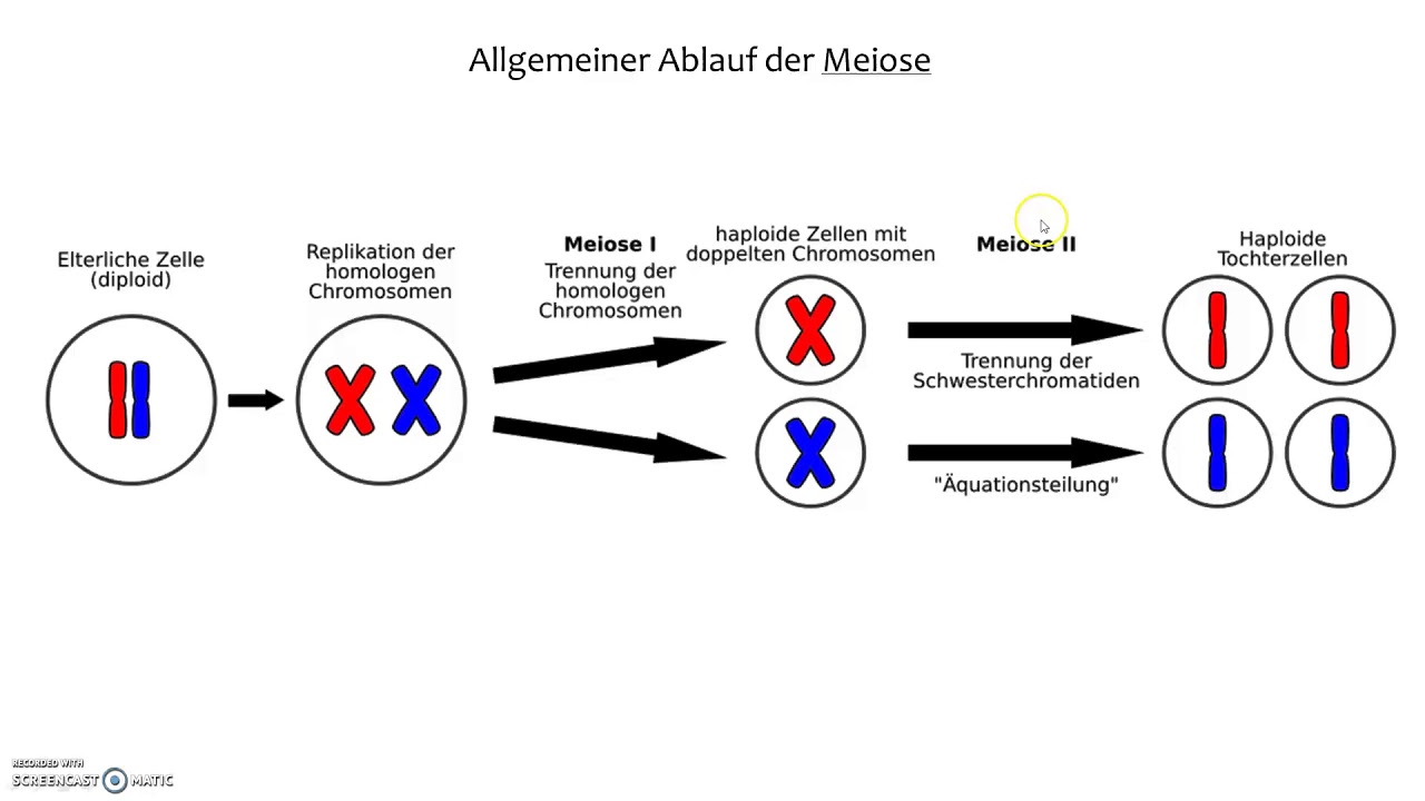 Meiose - Allgemeiner Überblick - YouTube