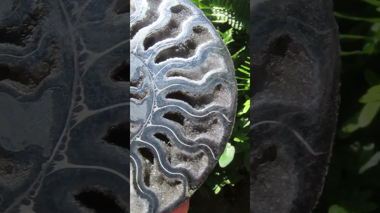 Polished Black Cleoniceras Ammonite Fossil Specimen x 1 From Tulear, Madagascar