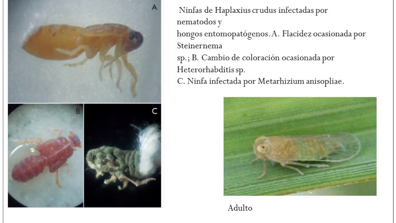 TRABAJO EVALUACION FINAL haplaxius crudos   copia 2