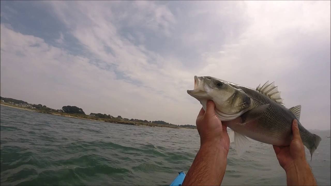 pêche au bar en kayak dans les bouchots