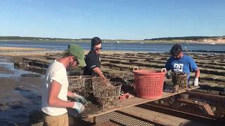 Shellfishing in Cape Cod