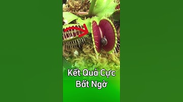 Đáng kinh ngạc: Con ốc sên nhỏ đối đầu với cây bẫy kẹp .  #câybẫykẹp  #câybắtmồi