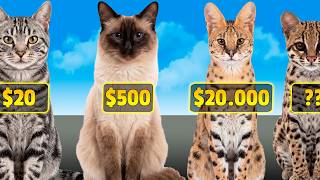 🐱Cat Breeds by Price: Which Is the Most Expensive