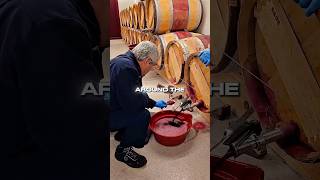 How Grapes Become Wine 🍇🍷😳