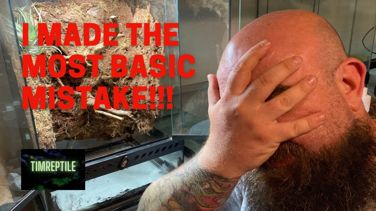 Disaster making Bioactive tree frog vivarium with custom background!!!