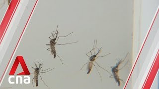 9 people in Singapore have died from dengue so far this year