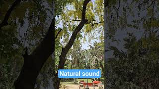 Peaceful Nature Sounds 🌿 Bird Singing Relaxation | Calm Forest Ambience #foryou #relaxingsound
