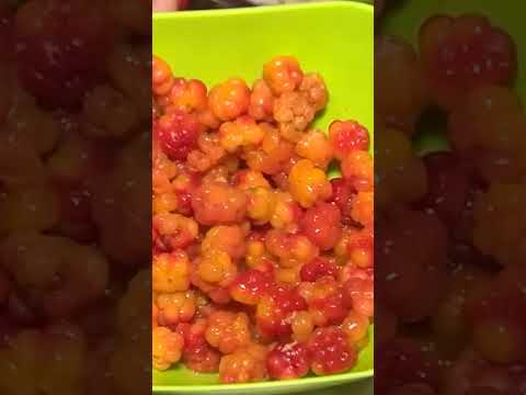 🤔 Морошка - царская ягода. Любимое лакомство коренных народов севера