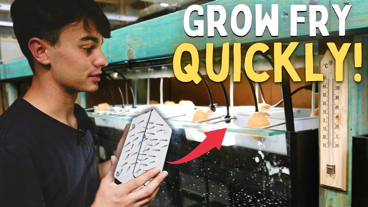 The Best DIY Baby Fish Raising System! YouTube