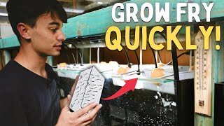 The Best Diy Baby Fish Raising System