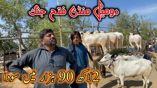 domail mandi today latest update ll 10 April 2026 ll jaffar mandi bhatta chowk mandi jamil tv