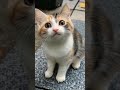 Cute Cat #cat #kitten #littlecat #cute #cutecat #funnycat #shorts #viralfyp #catvideo #search #cats