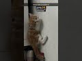 billu ke bacche #allahabad #cat #g #ayodhya #lakhimpur #sultanpur #banaras #varanasi #kannauj