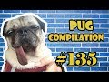 NEW ! Pug Compilation 135 - Funny Dogs but only Pug Videos | Instapug