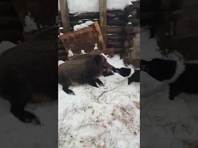 нападение собаки на кабана