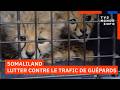 Somaliland : Comment le Somaliland tente de lutter contre le trafic de guépards