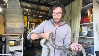 Carpet Python That Peed In Katies Eye