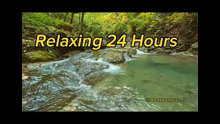 LIVE 🌿 Burung Hutan – Relaksasi & Tidur 24 Jam 🌿