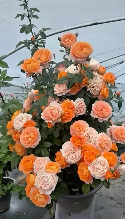 The beauty of rose plant (11/8)