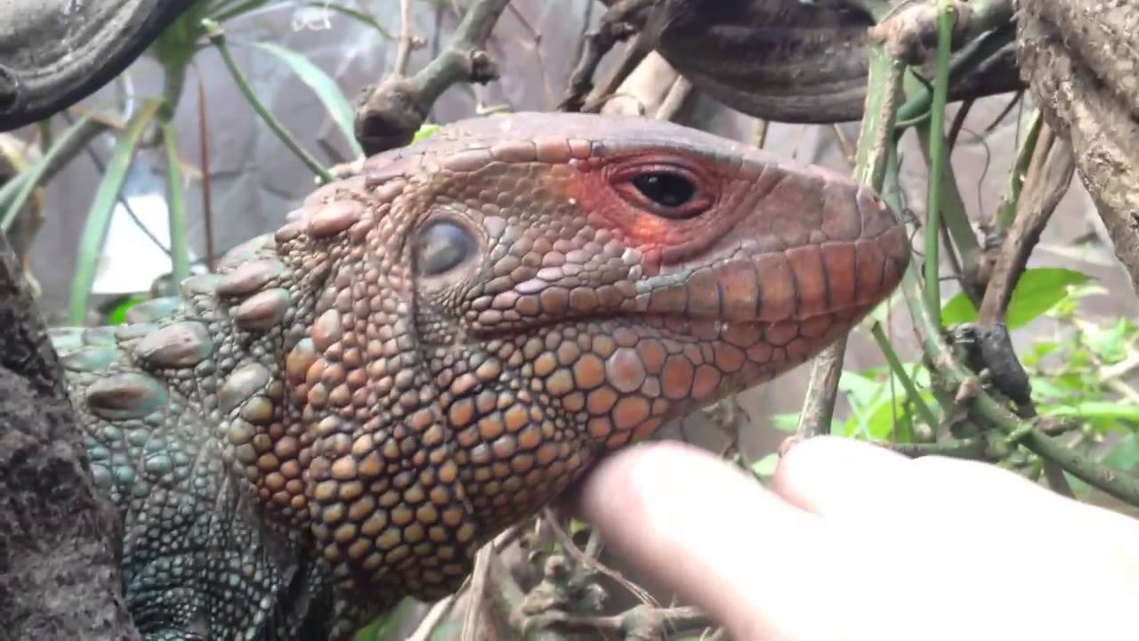caiman lizard pet Hugo showing his beautiful body and teeth