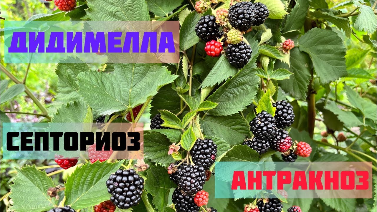 Дидимелла и Антракноз. Две болезни - одна обработка.