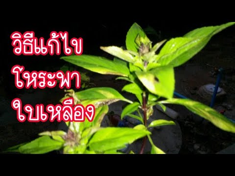 โหระพาใบเหลืองแก้ไขได้ และมะพร้าวใบแห้งแก้ได้มั้ย?