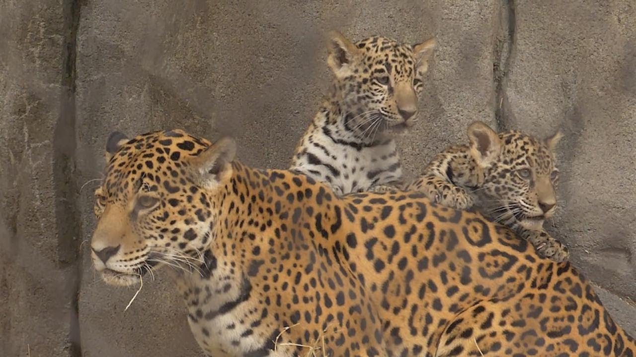 Houston Zoo Debuts Baby Jaguars For First Time in Over a Decade YouTube