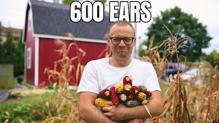 600 Ears on Half an Acre (After the Storm Got It)