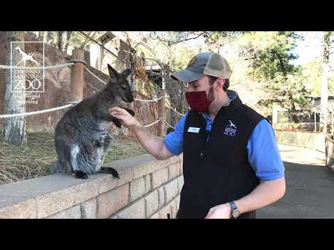 Video: Wallaby bog 'zararkunandalari - Wallabilarning o'simliklarimni eyishidan qanday to'xtatish mumkin