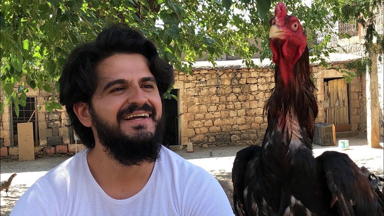 YENİ ALDIĞIM HİNT HOROZUNU SÜREYE  KARİŞTİRDİM LİDERLİK KİMDE KALACAK !