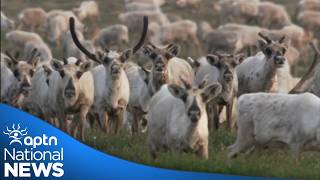Anishinaabe communities respond to Quebec’s agreement to protect caribou | APTN News